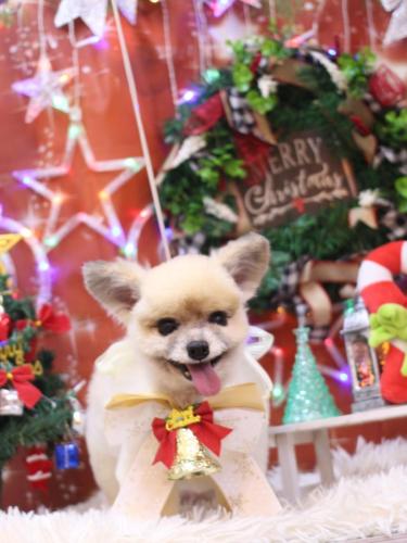 20231216エルくん